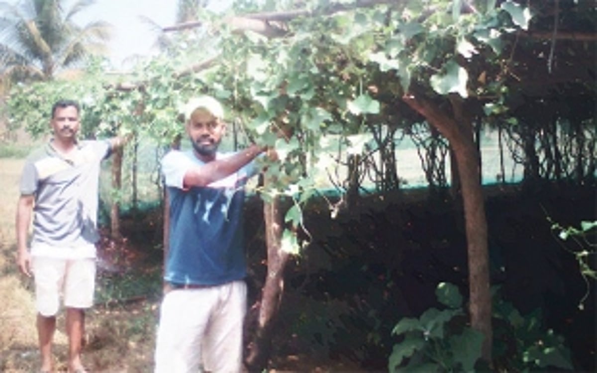 Fragrant blooms & fresh produce: Diversification key to the Satelkars’ success