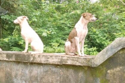 Free our streets of lurking danger