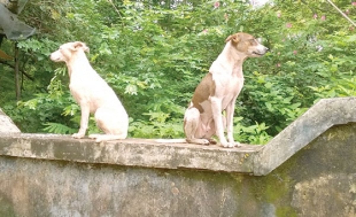 Free our streets of lurking danger