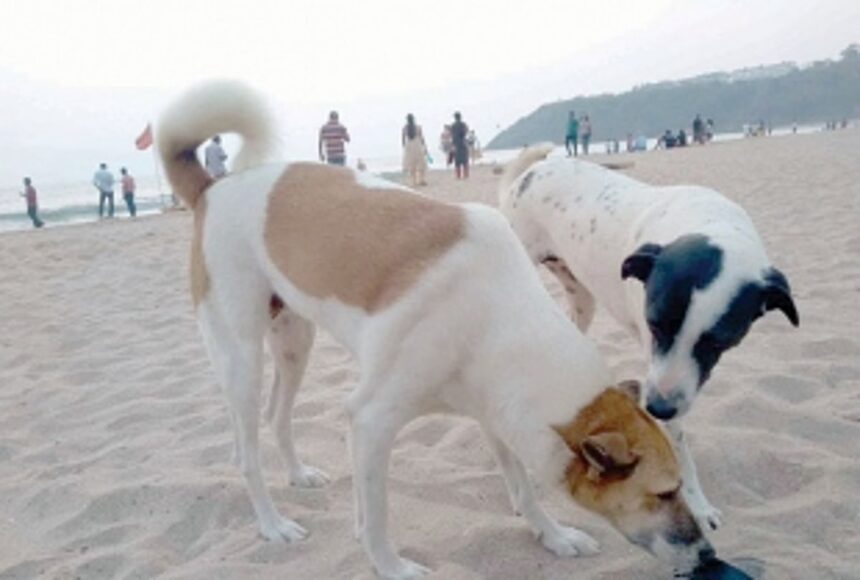 Free the beaches of stray dogs