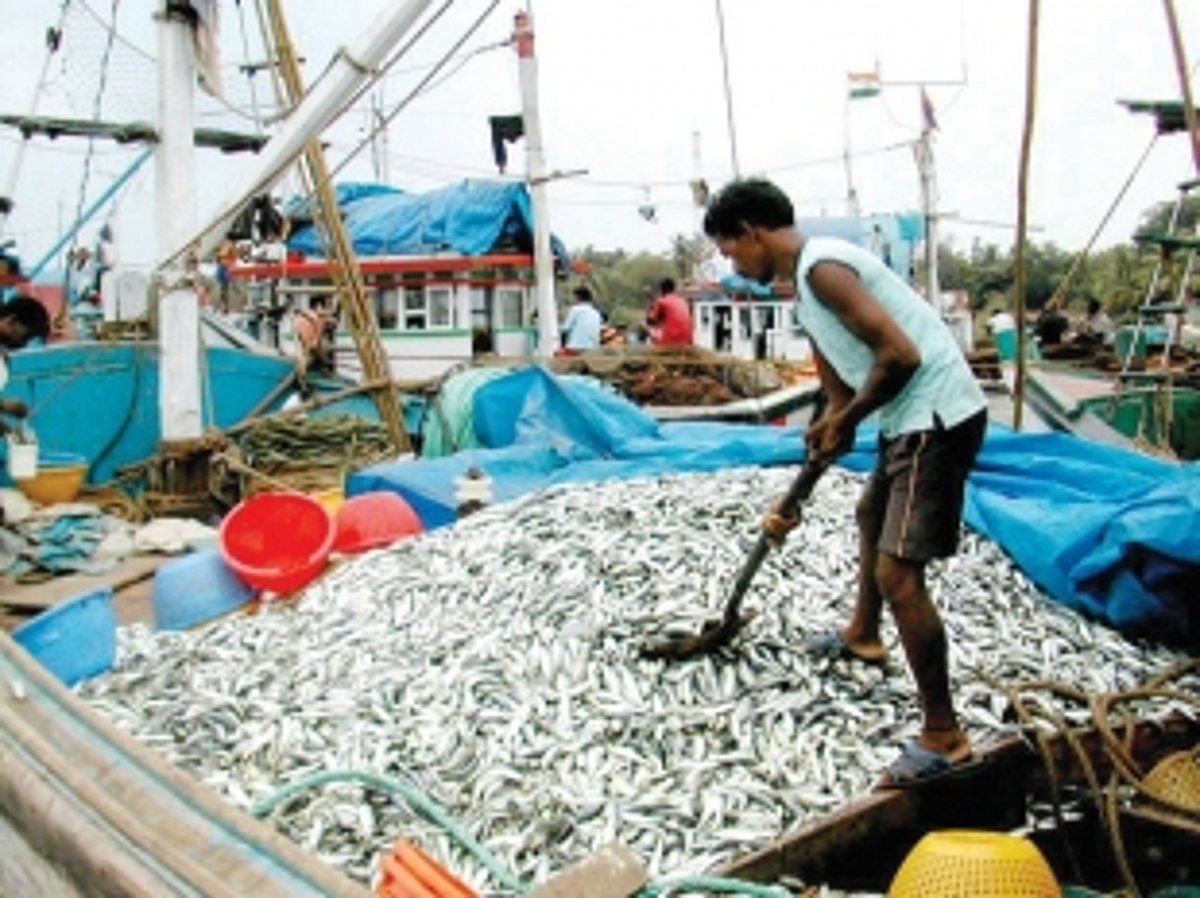 Fresh fish apps get boost post formalin issue in Goa