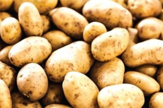 From Earth to plate: the journey  of a potato on World Potato Day