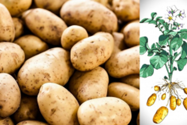 From Earth to plate: the journey of a potato on World Potato Day