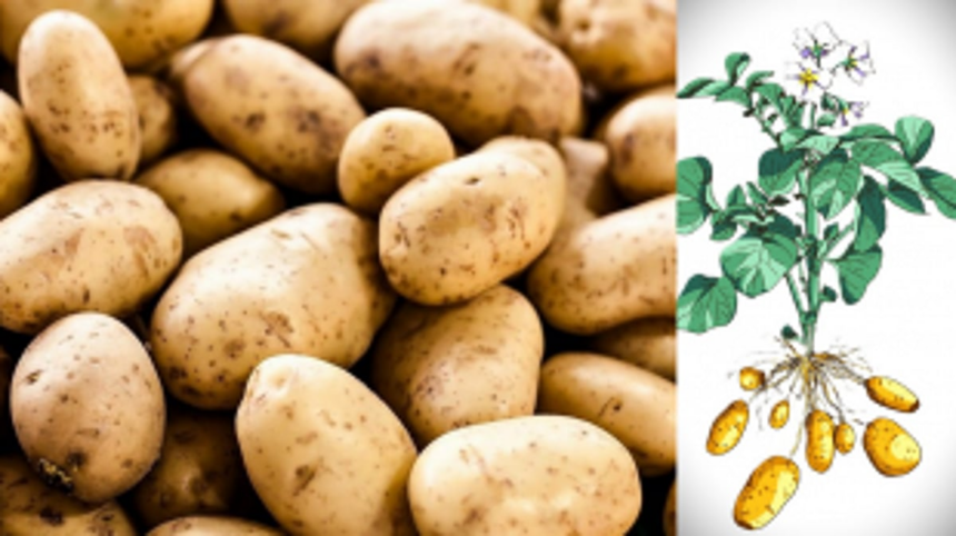 From Earth to plate: the journey of a potato on World Potato Day 1 From Earth to plate: the journey of a potato on World Potato Day