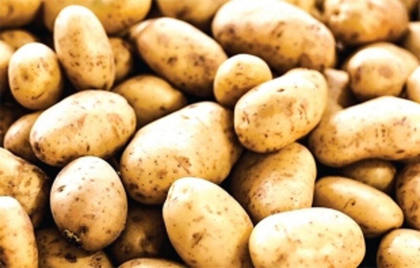From Earth to plate: the journey of a potato on World Potato Day 1 From Earth to plate: the journey of a potato on World Potato Day