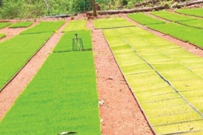 From farm to plate, the aroma is being missed