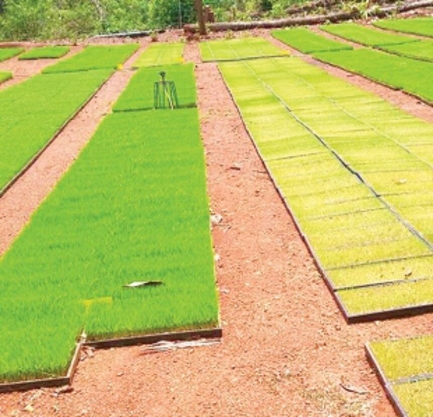 From farm to plate, the aroma is being missed