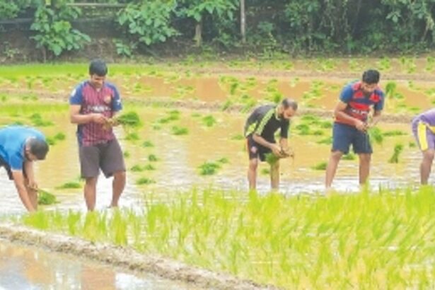 From pews to ploughs: Seminarians and locals join hands to cultivate paddy at Rachol