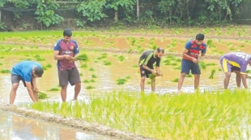 From pews to ploughs: Seminarians and locals join hands to cultivate paddy at Rachol