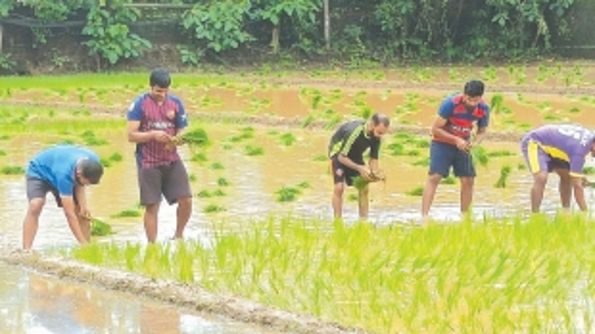 From pews to ploughs: Seminarians and locals join hands to cultivate paddy at Rachol