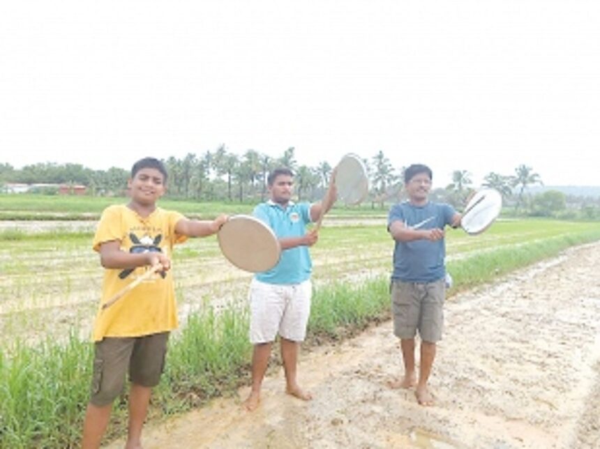From sunrise to sunset, Sangolda’s ‘Pigeon Warriors’ defend their crops against flock attacks 1 From sunrise to sunset, Sangolda’s ‘Pigeon Warriors’ defend their crops against flock attacks