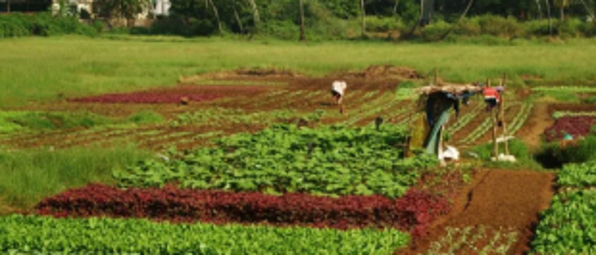 Full ownership of Alvara land  eludes Poriem constituents