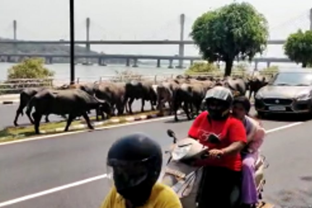 G20 or not, Goa’s permanent bovine delegates