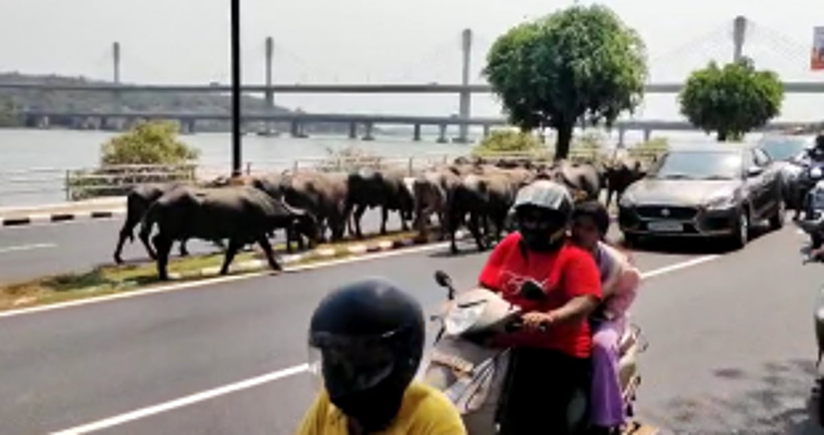 G20 or not, Goa’s permanent bovine delegates