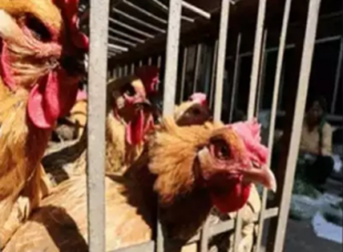 GGF against   roadside chicken slaughter