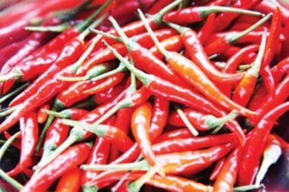 GI tag brings cheer to Khola’s chilli farmers