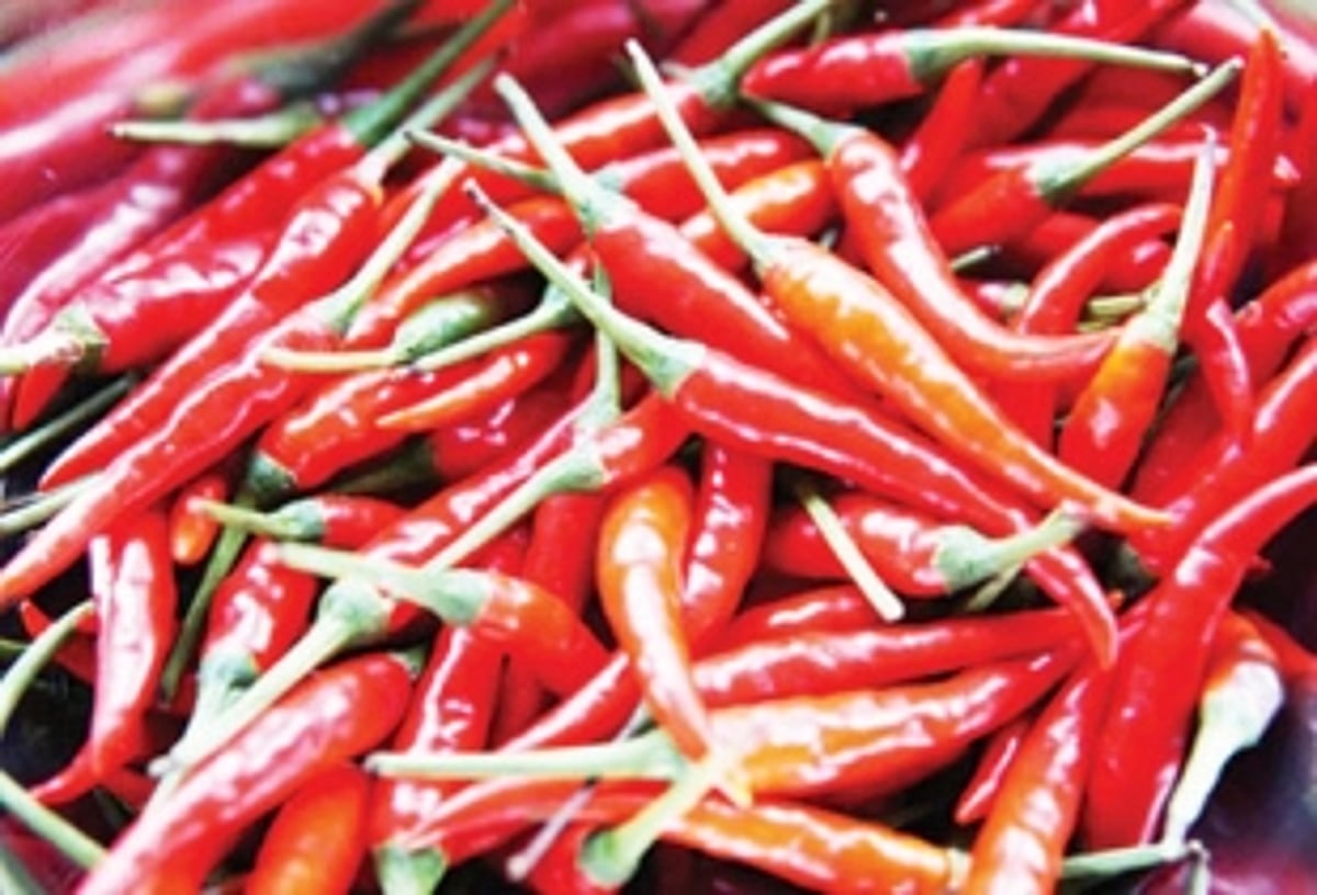GI tag brings cheer to Khola’s chilli farmers