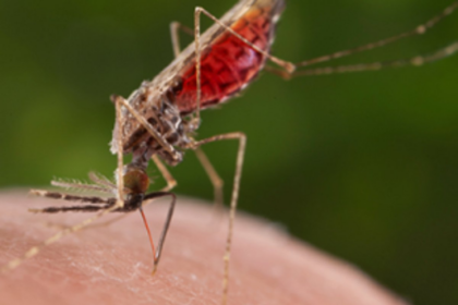 GOACAN calls for District Action Plan to combat vector borne diseases