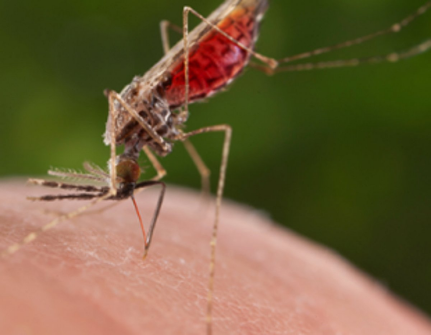 GOACAN calls for District Action Plan to combat vector borne diseases 1 GOACAN calls for District Action Plan to combat vector borne diseases