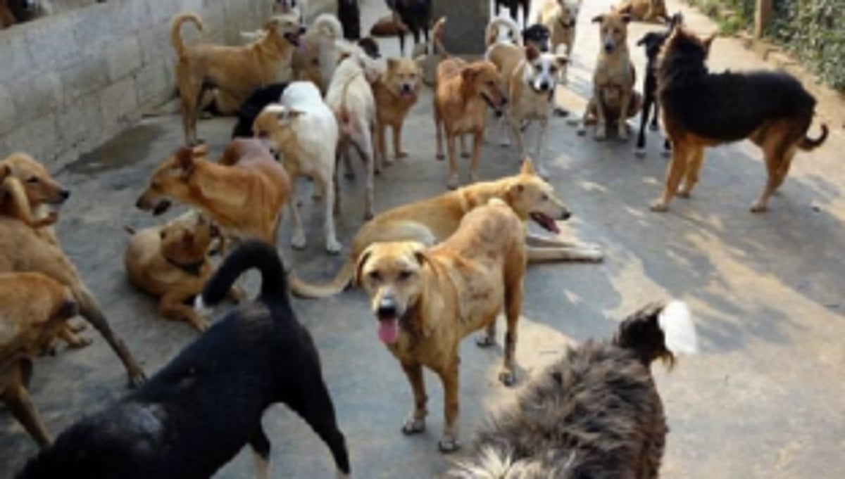 GOACAN calls for action plan  to tackle dog bite cases in North