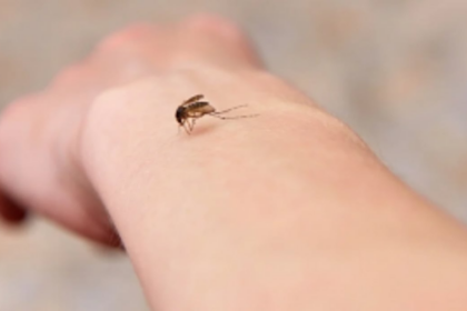 GOACAN calls for tackling vector-borne diseases