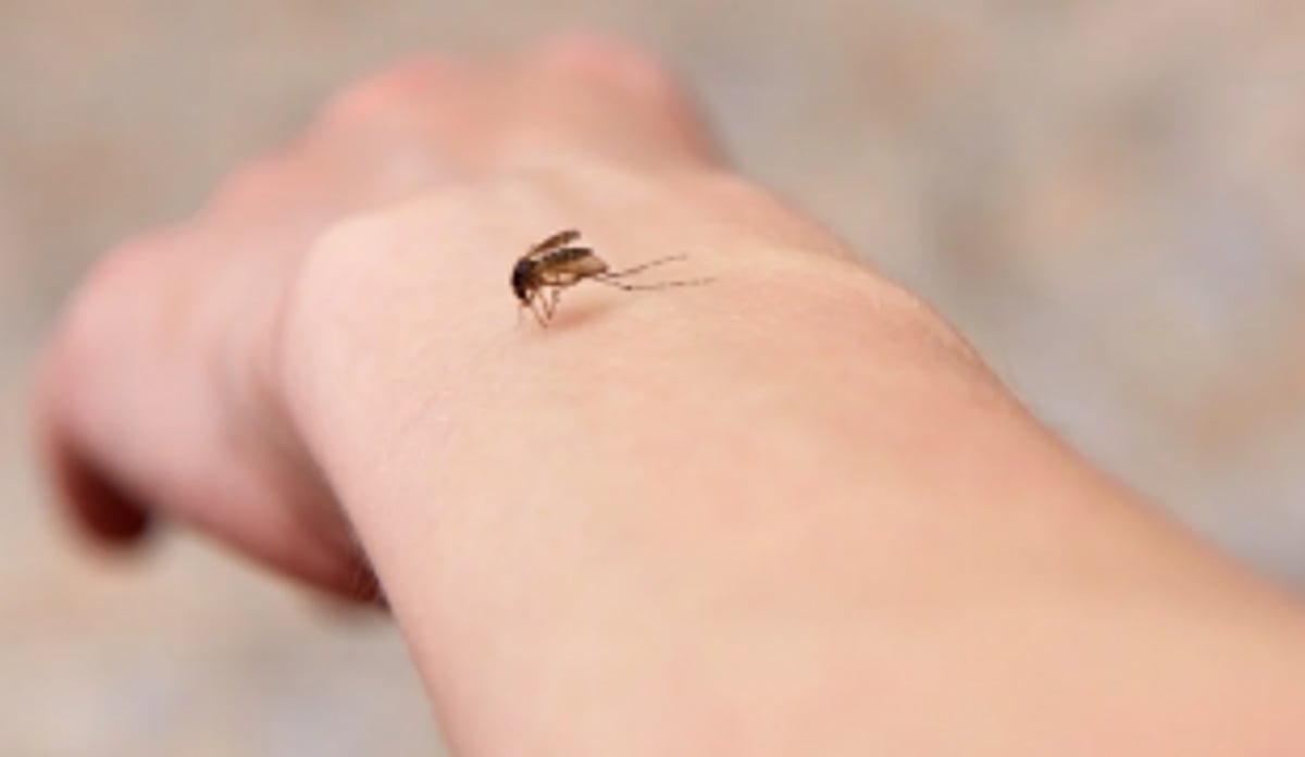 GOACAN calls for tackling vector-borne diseases