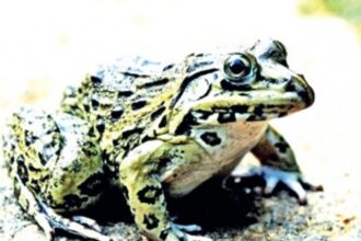 GOACAN sees red over rampant frog poaching in State