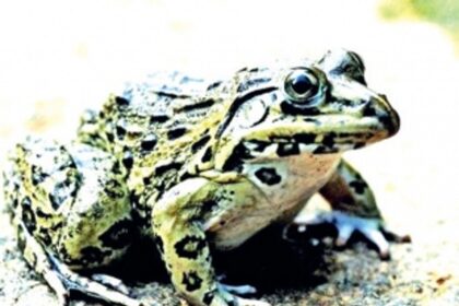 GOACAN sees red over rampant frog poaching in State