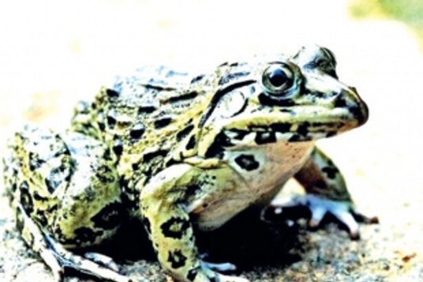 GOACAN sees red over rampant frog poaching in State