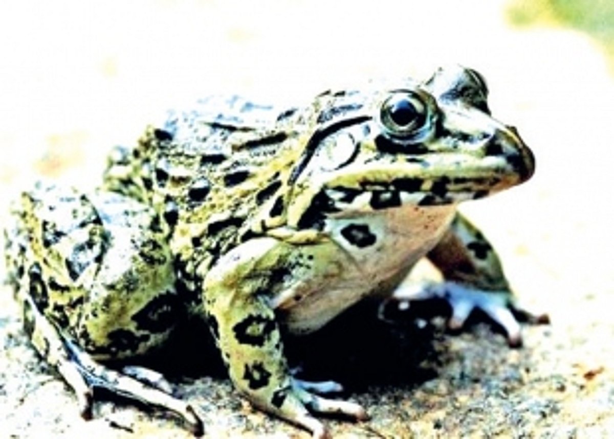 GOACAN sees red over rampant frog poaching in State