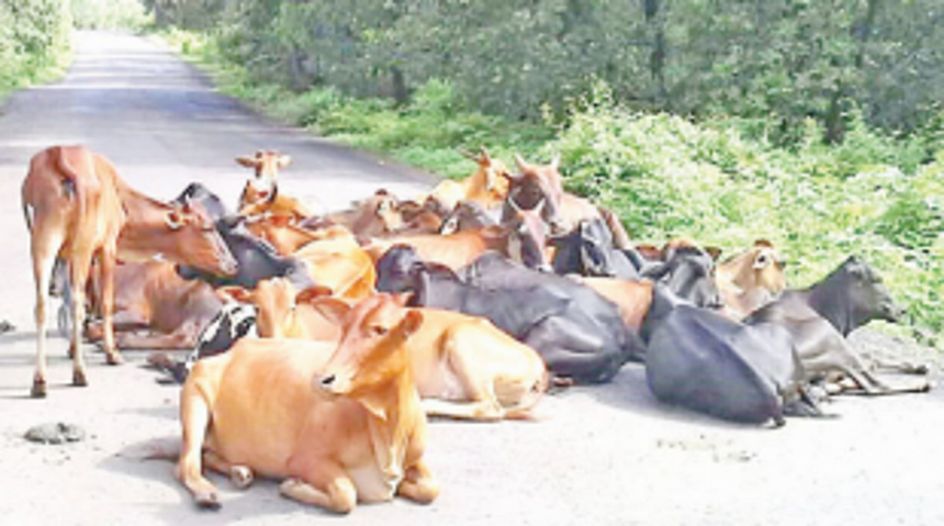 GOACAN writes  to Collector on  stray cattle issue