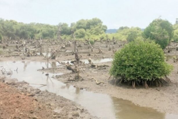 GOAN MANGROVES...ON THE RETREAT