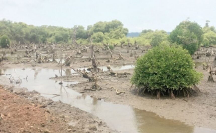 GOAN MANGROVES...ON THE RETREAT 1 GOAN MANGROVES...ON THE RETREAT