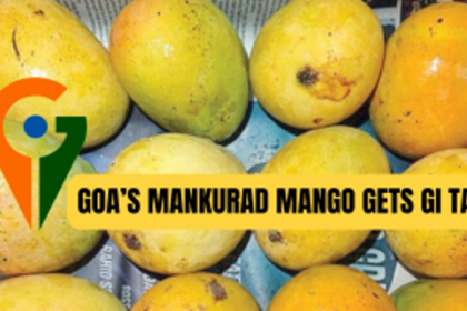 GOA’S MANKURAD MANGO GETS GI TAG