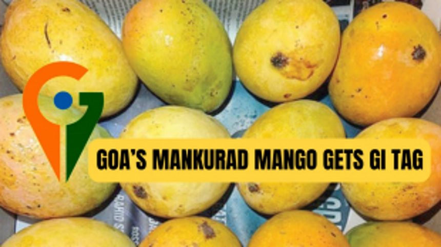 GOA’S MANKURAD MANGO GETS GI TAG