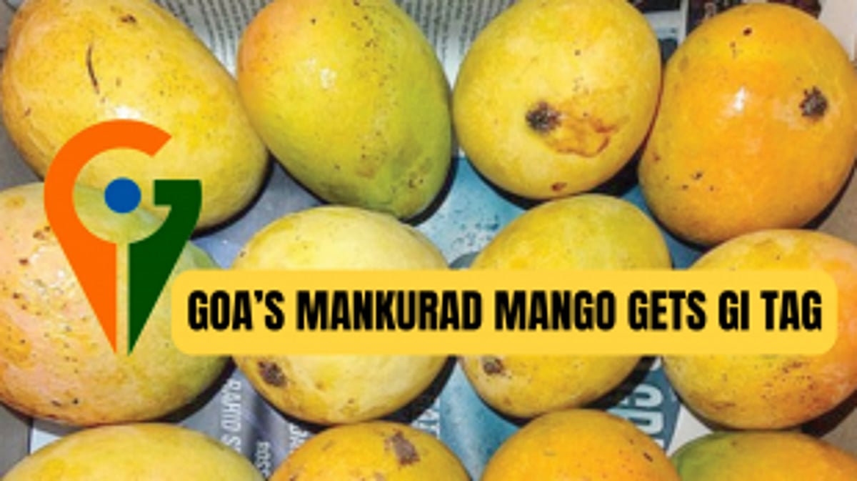 GOA’S MANKURAD MANGO GETS GI TAG