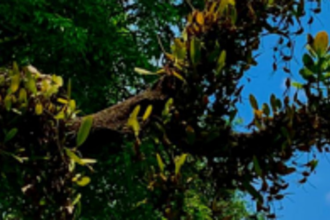 GSBB directs Curtorim VP  to submit map of BHS