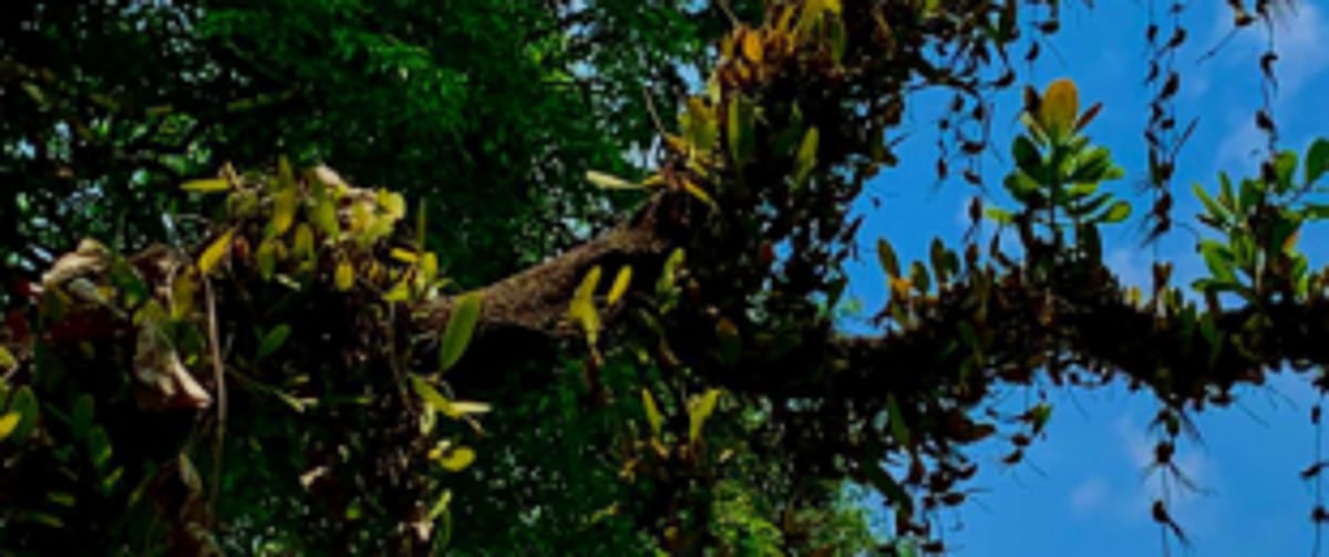 GSBB directs Curtorim VP  to submit map of BHS