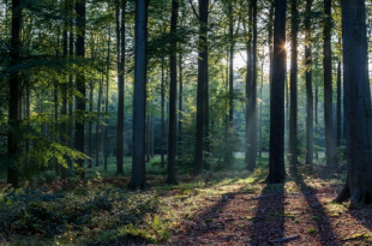GSBB to enhance green cover in State