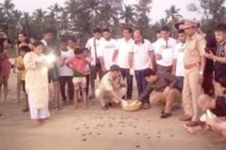 Galgibaga beach is now favourite breeding ground for Olive Ridley turtles