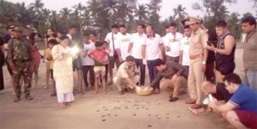 Galgibaga beach is now favourite breeding ground for Olive Ridley turtles