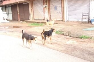 Ganeshpuri residents raise concern  over stray dog menace in vicinity
