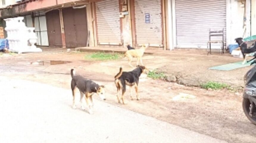 Ganeshpuri residents raise concern  over stray dog menace in vicinity