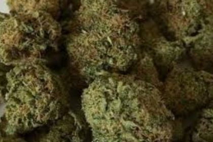 Ganja Arrests Near Schools Spark Outcry Over Expanding Drug Menace in Goa