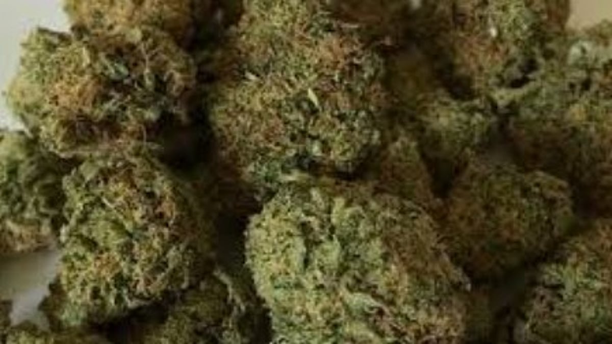 Ganja Arrests Near Schools Spark Outcry Over Expanding Drug Menace in Goa