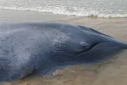 Ganpatipule's Operation Whale Safely Returns Stranded Calf to Sea After 40-Hour Effort