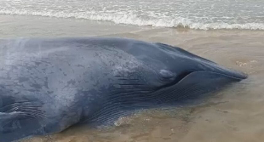 Ganpatipule's Operation Whale Safely Returns Stranded Calf to Sea After 40-Hour Effort