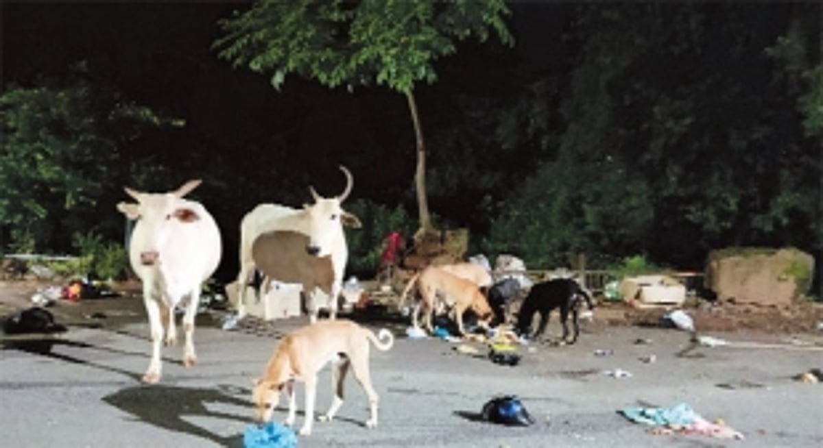 Garbage menace: Black spots make GWMC see red, civic bodies asked to fine litterbugs