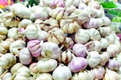 Garlic prices skyrocket in Ponda