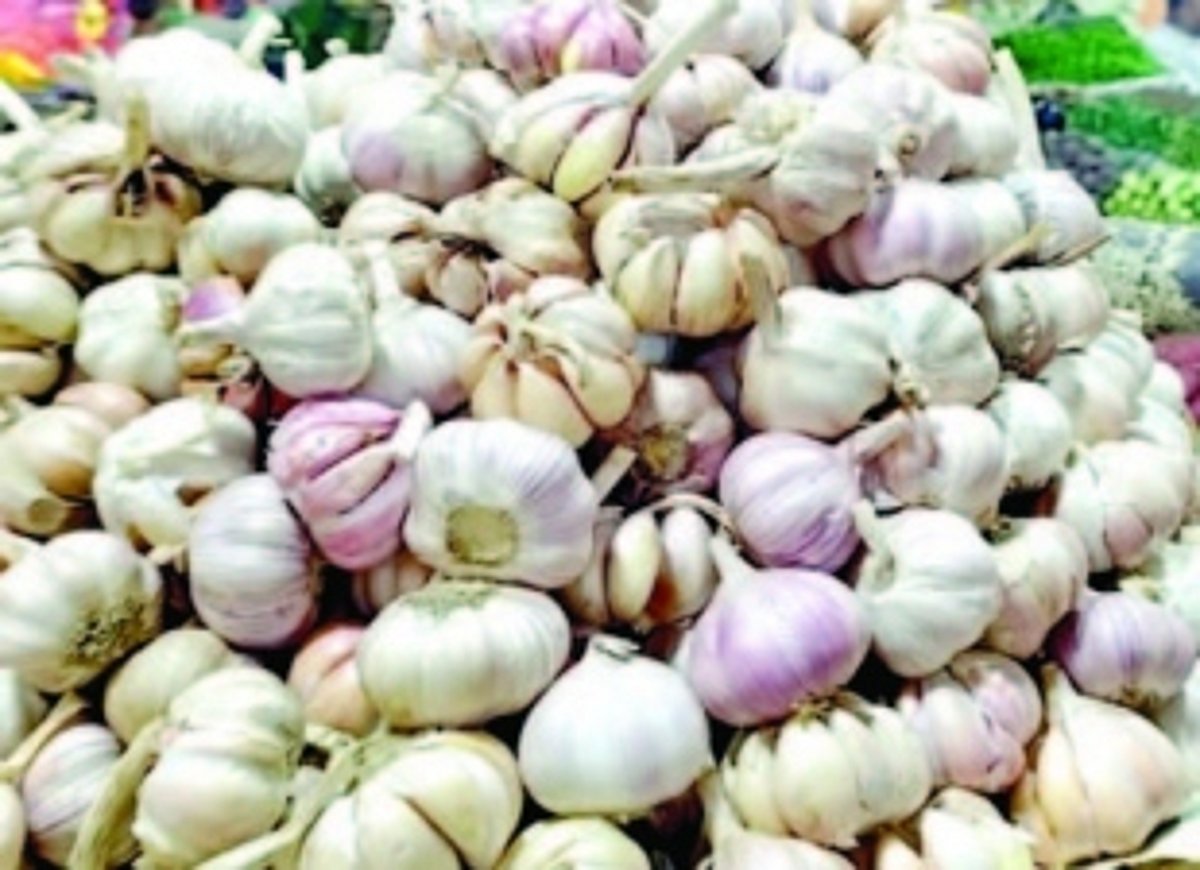 Garlic prices skyrocket in Ponda